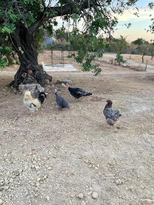 Quinta Da Alfarrobeira Peaceful Countryside Stay Distrikt Distrikt Faro Exterior foto
